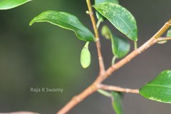Erythroxylum lanceolatum